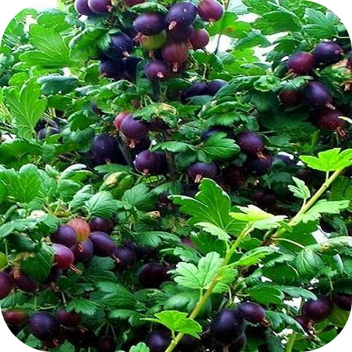 Саженцы Крыжовника "Командор" > цена,  фото